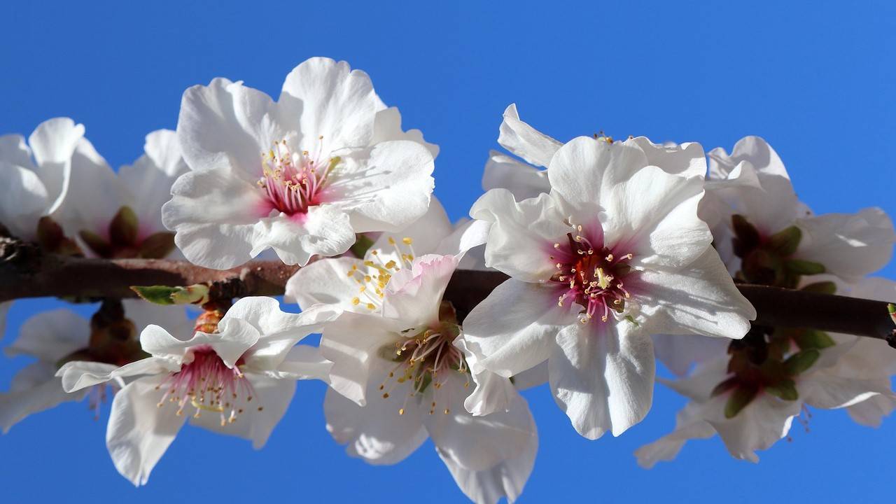 flores de almendro|Tradecorp-almendro
